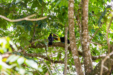 Couple of chestnut-mandibled toucan in a tree in Costa Rica
