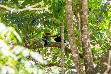 Couple of chestnut-mandibled toucan in a tree in Costa Rica