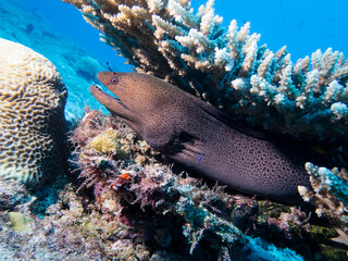 Moray eel under a coral on a reef at the bottom of the Indian Ocean - obrazy, fototapety, plakaty