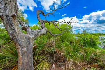 Dead tree among florida, foliage, saw palmetto