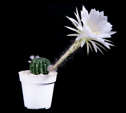 echinopsis cactus with white flower blooming in planting pot