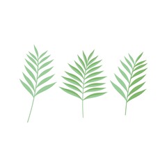 Fototapeta premium green leaf isolated on white background