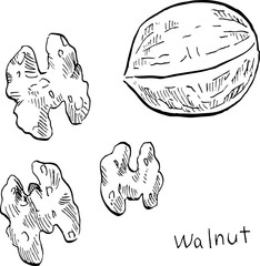 This is a black and white illustration of a walnut drawn with a hand-drawn pen.