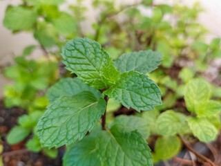 Close-up of green mint leaves on the tree.