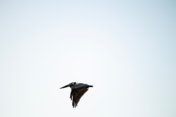 pelican in flight