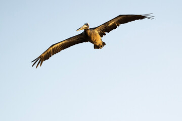 pelican in flight