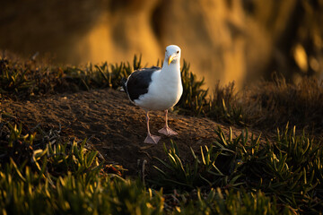 black headed gull