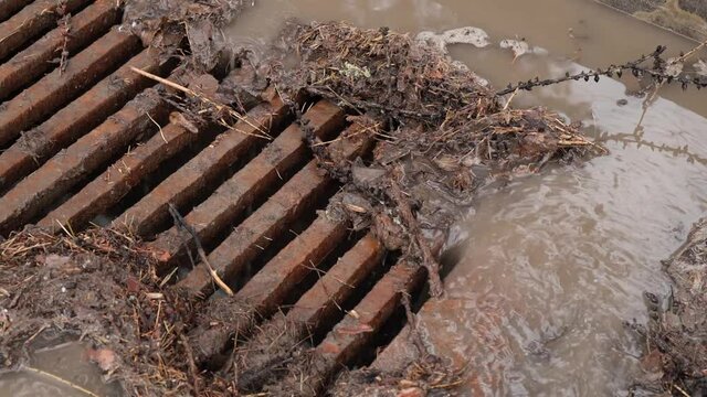 Sewer grate clogged with debris from foliage and pine needles during rain.