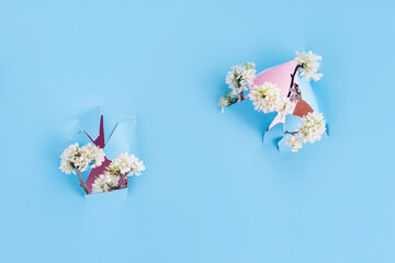 Blooming branch of bird cherry with white flowers in front of blue background in holes in paper close-up