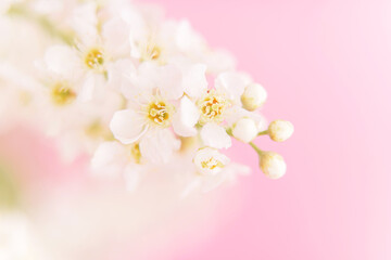 Blooming branch of bird cherry with white flowers in front of pink background close-up