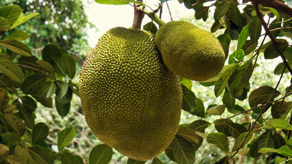 Jackfruit  - Yaca