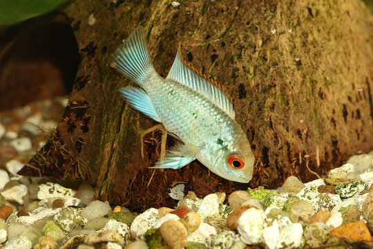 Electric blue acara cichlid Aquarium fish Andinoacara pulcher	
