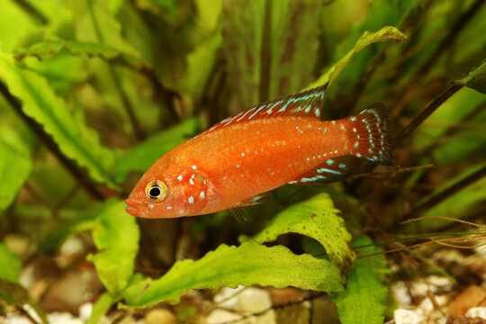 Hemichromis exsul