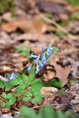 エゾエンゴサクの青い花