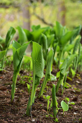 生え始めのホスタ