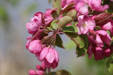Pink Flowers, Pylypow Wetlands, Edmonton, Alberta