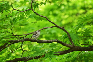 モミジの木に止まるコサメビタキの幼鳥