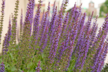 lavender plant decoration
