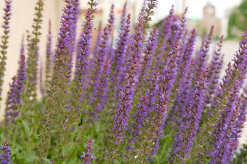 Fototapeta premium lavender plant decoration