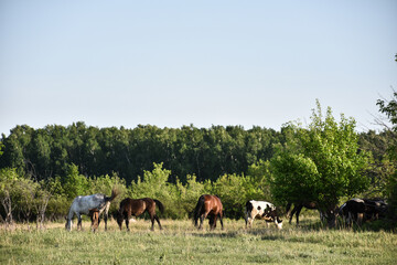 Fototapeta na wymiar herd of horses in field