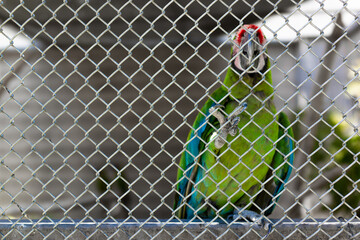 green macaw caged for illegal bird trafficking, species smuggling concept © Narayan