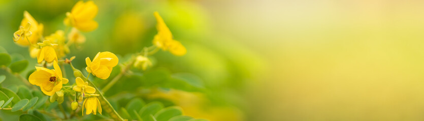 Closeup of yellow flower on blurred green background with copy space using as natural plants landscape, ecology cover page concept.