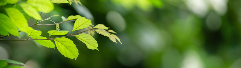 Closeup of beautiful nature view green leaf on blurred greenery background in garden with copy space using as background cover page concept.