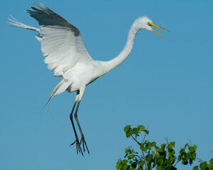 Great White Egret