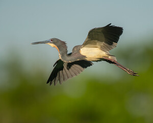 Tricolor Heron