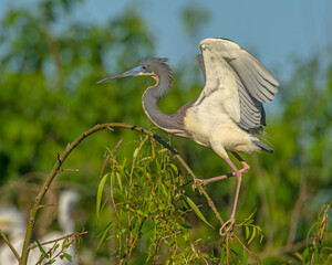 Tricolor Heron
