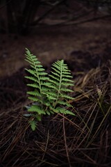 fern in the forest