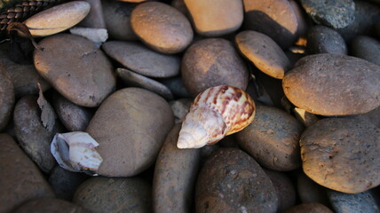 shells on the beach