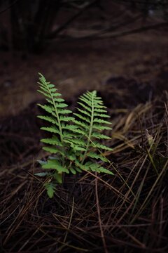 fern in the forest