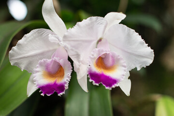 White and purple orchid close up