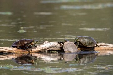 Obraz premium Turtle tries to get up on log as others watch.