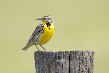 Western meadowlark looks the other way.