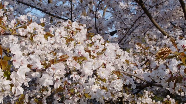 A slow-motion pan of a large Akebono Cherry blossom tree at the height of sakura season at the Brooklyn botanical garden.