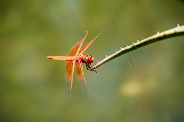 close up dragon fly in the green Spring