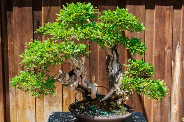 Schilderijen op glas Japanese style beautiful bonsai in the garden © S Yang