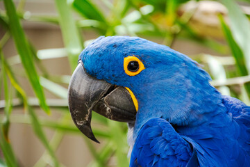 Obraz premium Close up parrot stare at you