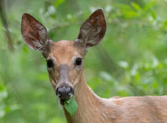 White-tailed deer munching on a leaf