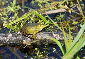 Pond frog basks in the sun on a May morning. Moscow region. 