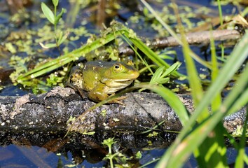 Pond frog basks in the sun on a May morning. Moscow region. 