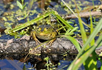 Pond frog basks in the sun on a May morning. Moscow region. Russia.