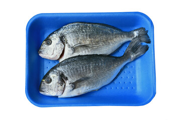 Fresh Sea Bream (Sparus Aurata) (German name is Goldbrasse) on blue Foam tray on white background.