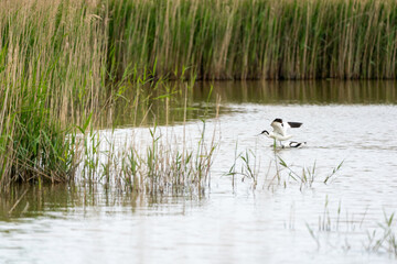 An Pied avocet