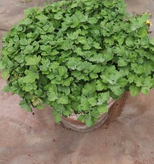 Chamomile in the tub