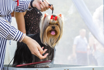 Grooming a pet dog, brushing the long coat of a handsome young Yorkshire terrier
