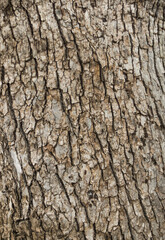 pine tree trunk texture in full screen for background