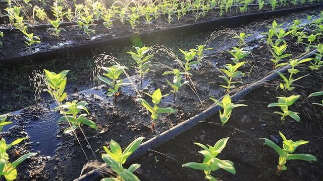 young seedling of organic vegetable plantation in a row during the morning light for agriculture and farming design usage